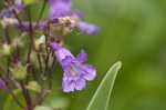 Sharpsepal beardtongue